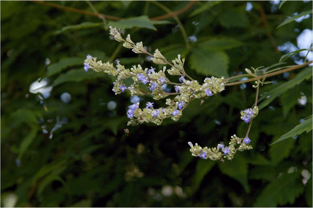 Nirgundi (Vitex negundo) in agnikarma-assisted management of musculoskeletal pain